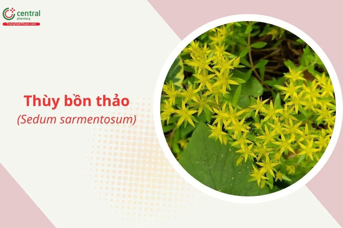 Thùy bồn thảo