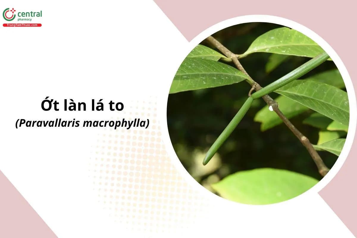 Ớt Làn Lá To