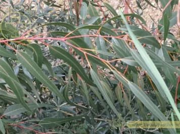 Bạch đàn trắng