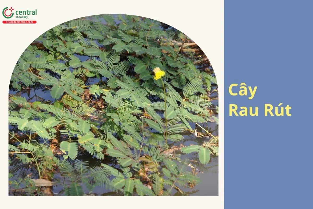 Rau Rút