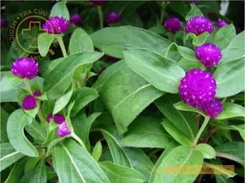 Cúc bạch nhật