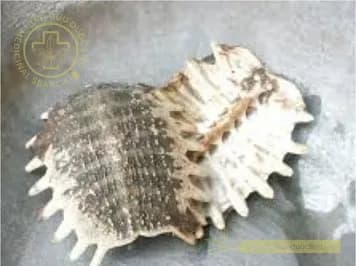 Miết giáp