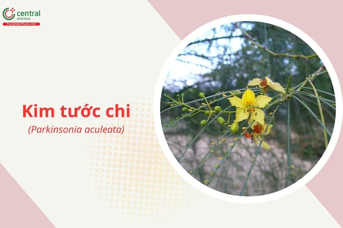Kim tước chi