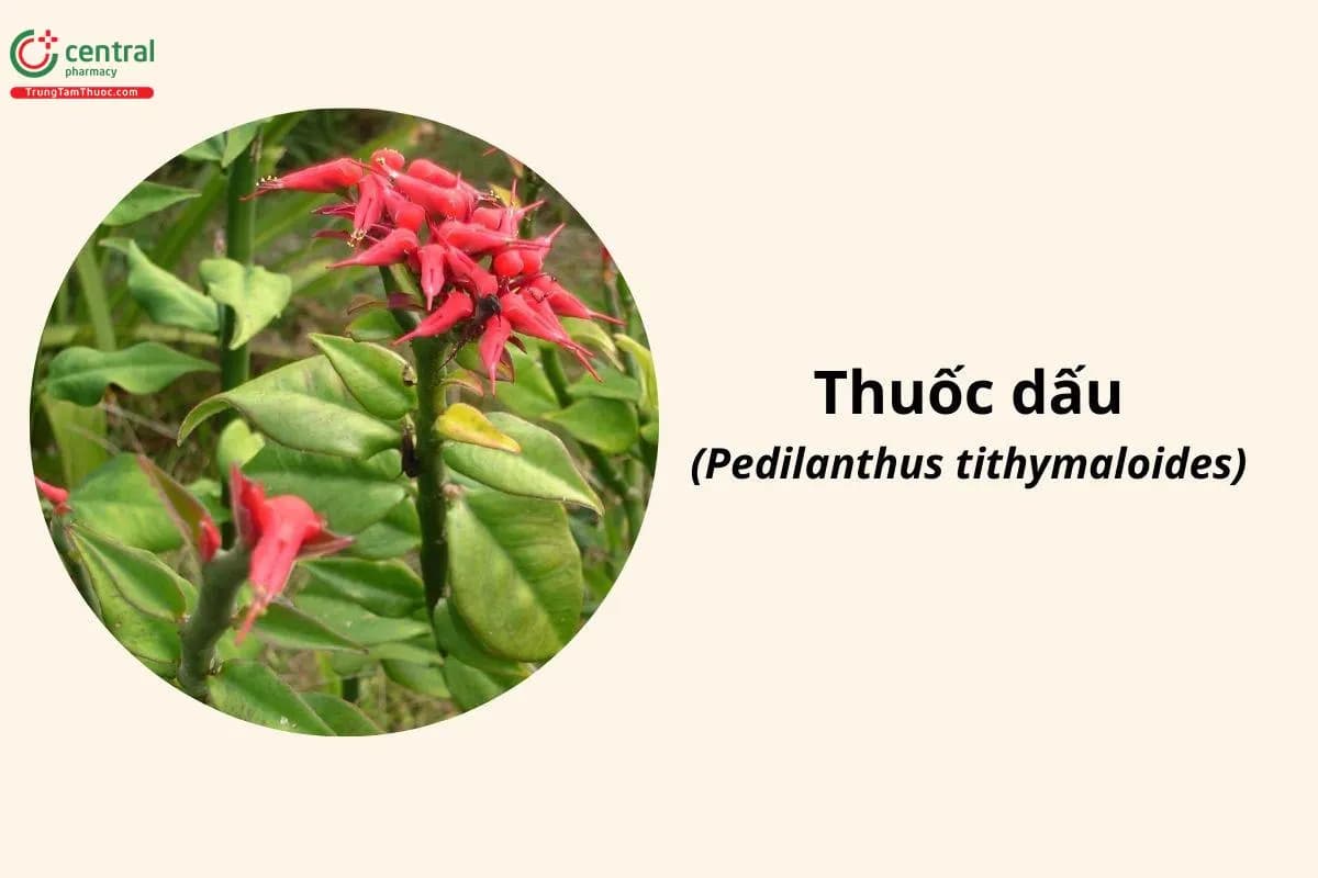 Thuốc Dấu