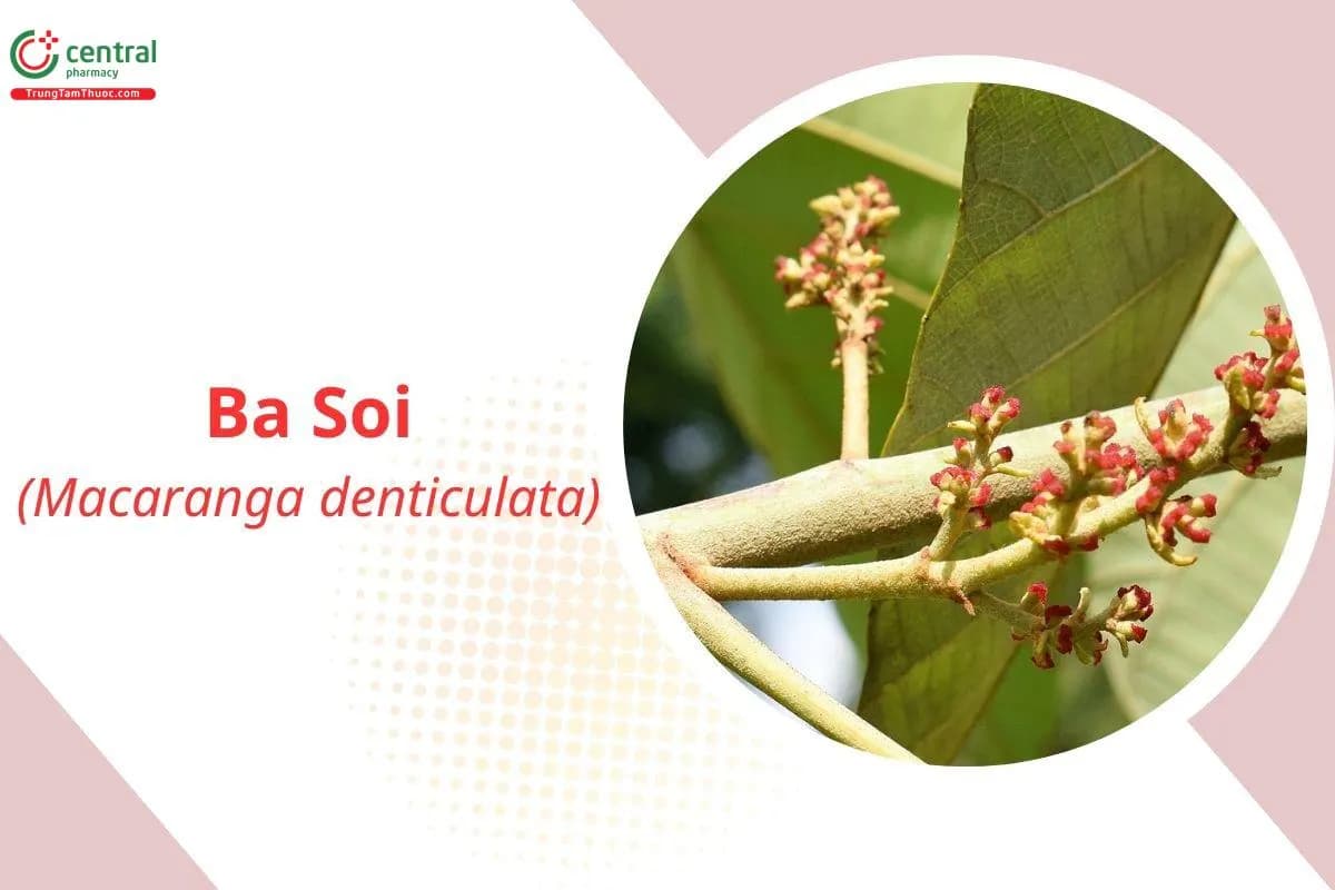 Ba Soi