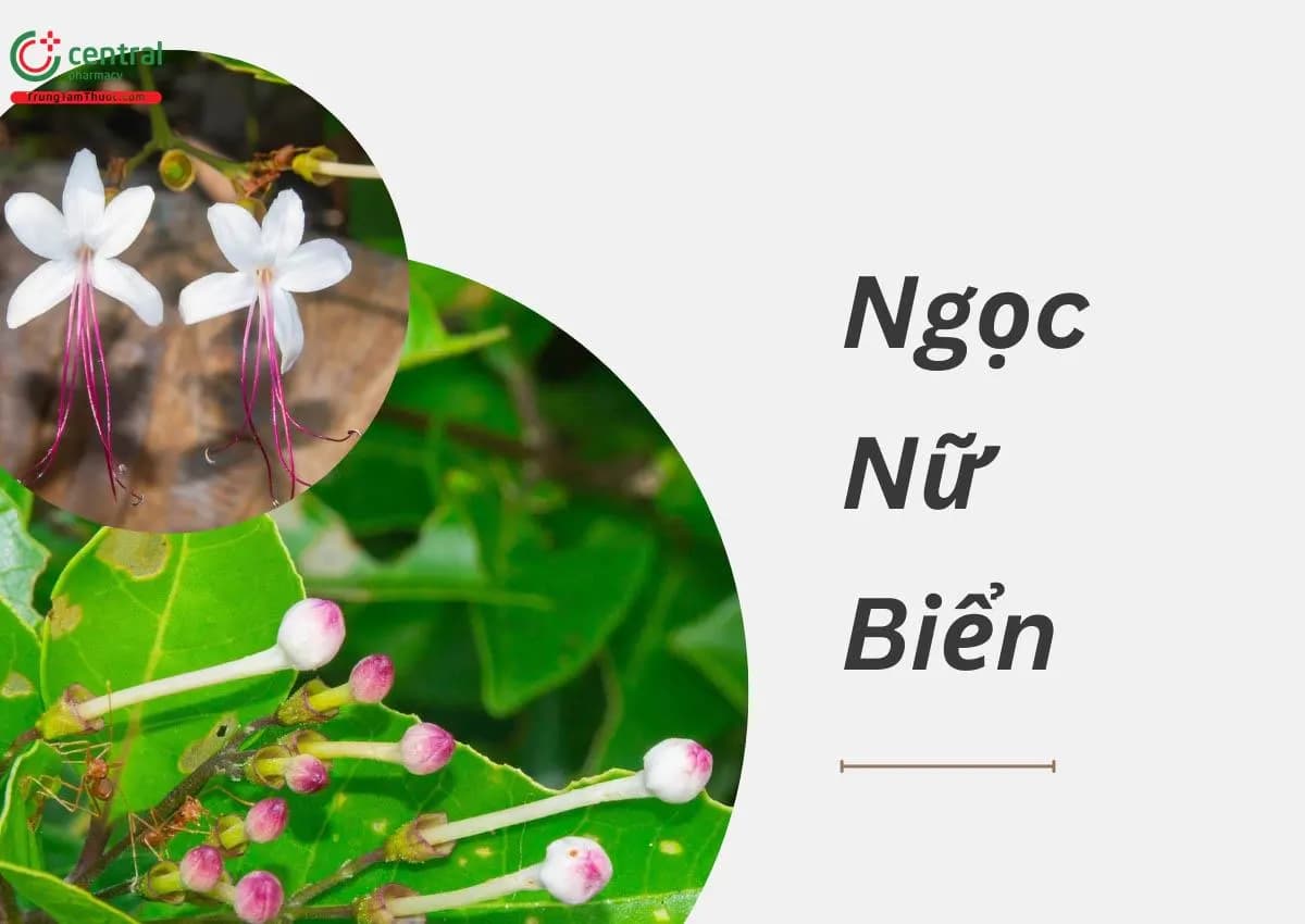 Ngọc Nữ Biển