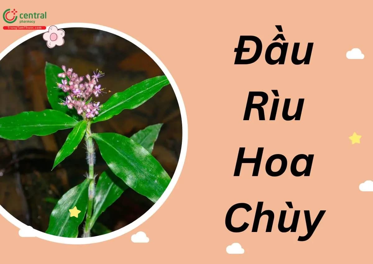 Đầu Rìu Hoa Chùy