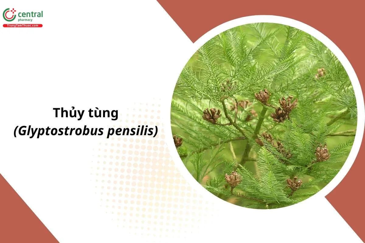 Thủy Tùng