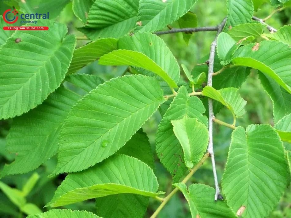 Du Đỏ