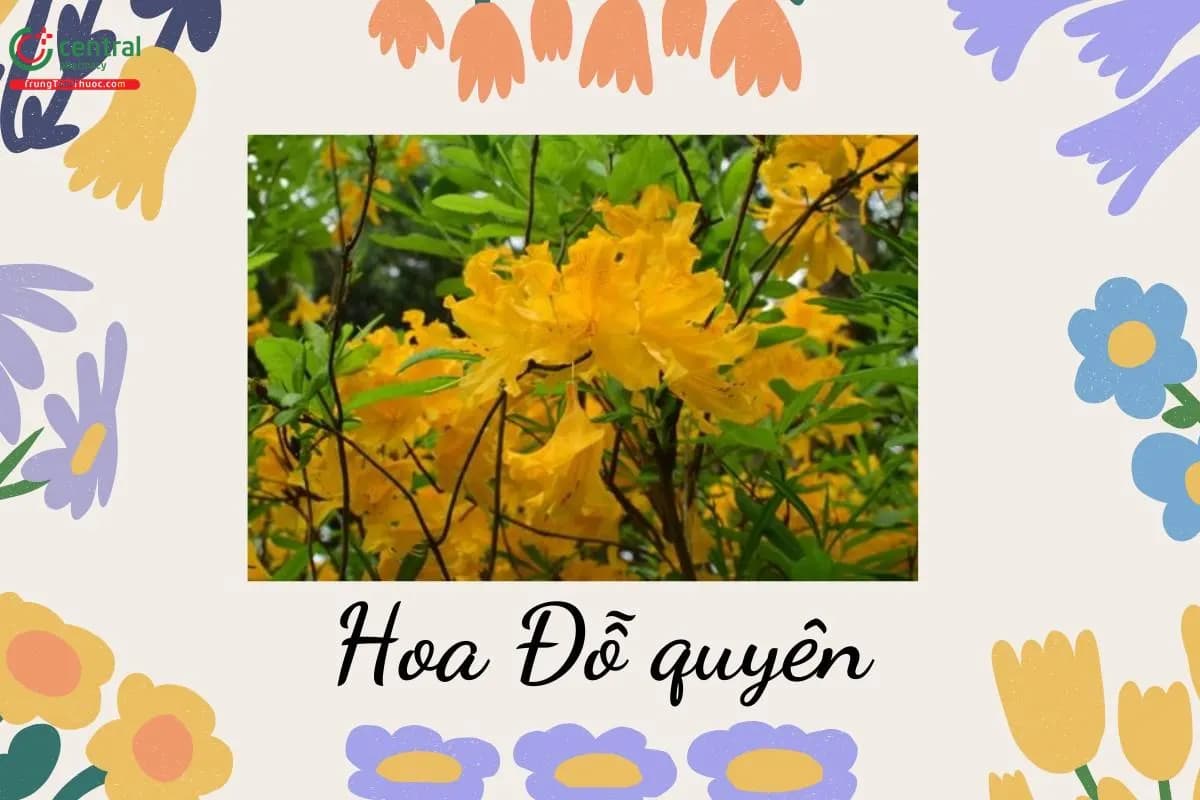 Hoa Đỗ quyên