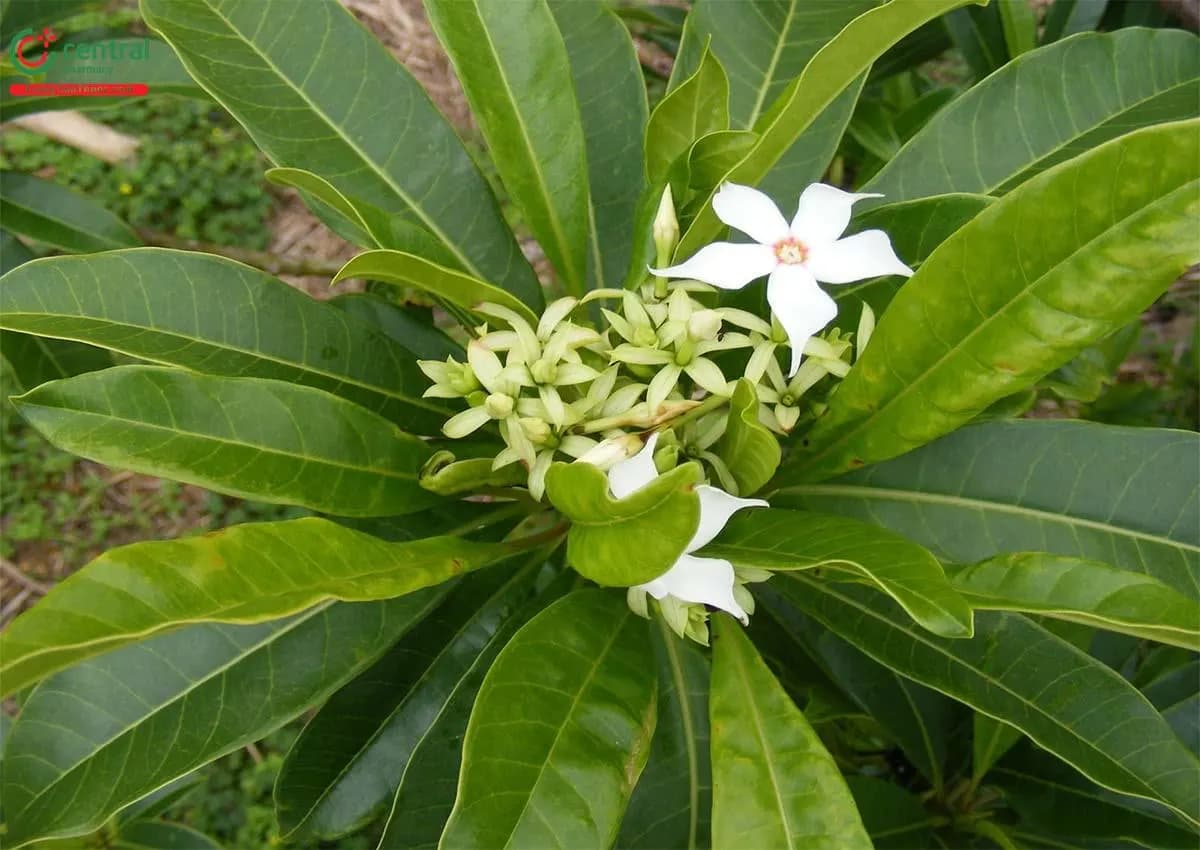 Cây Mướp Sát