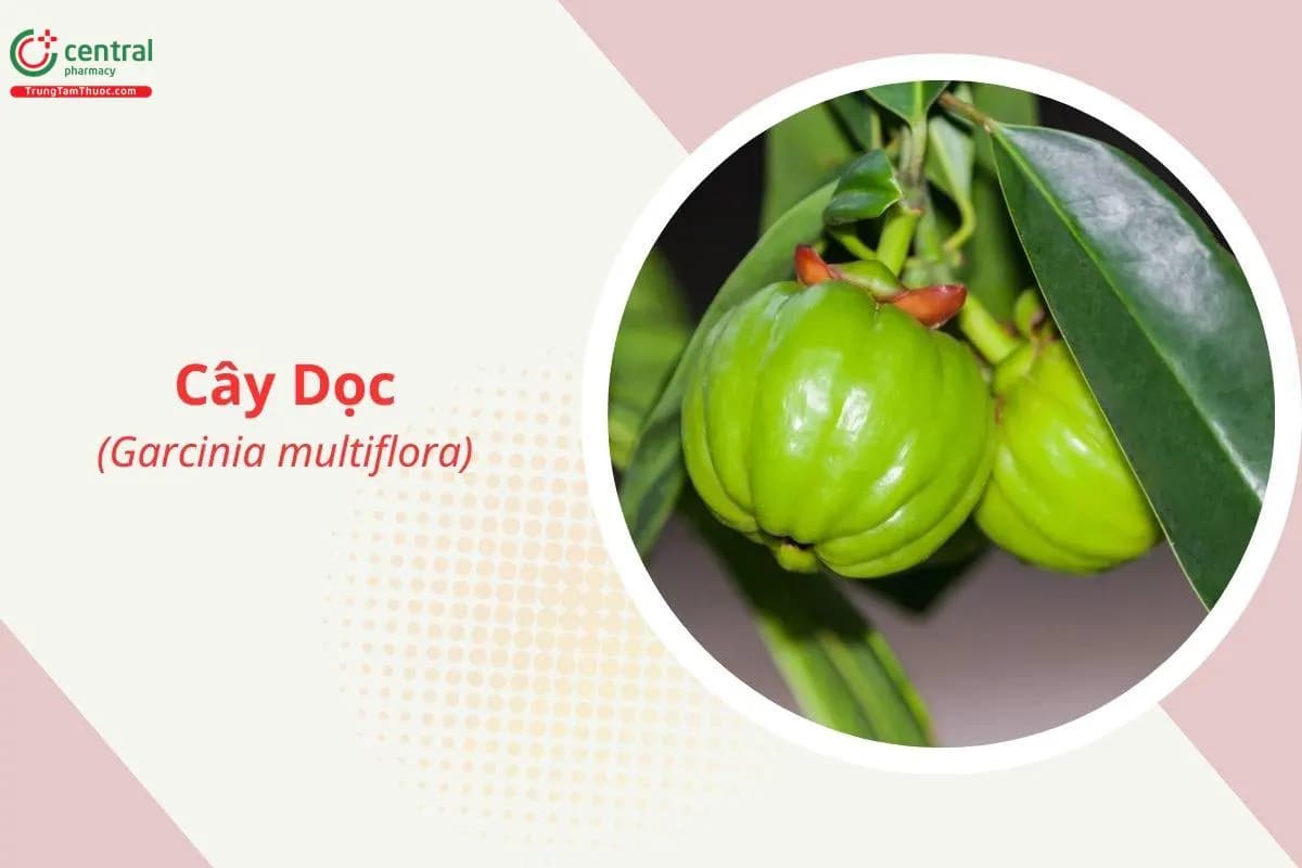 Cây Dọc