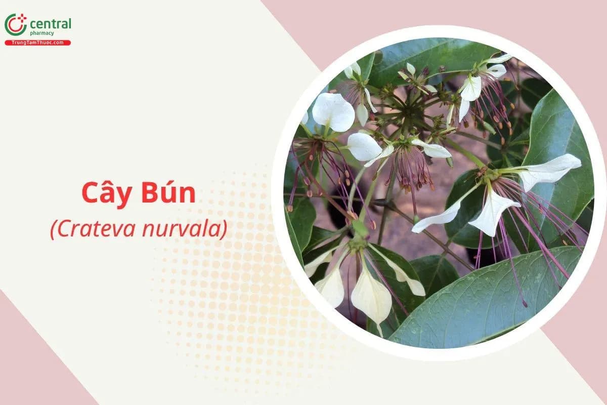 Ca·Bún