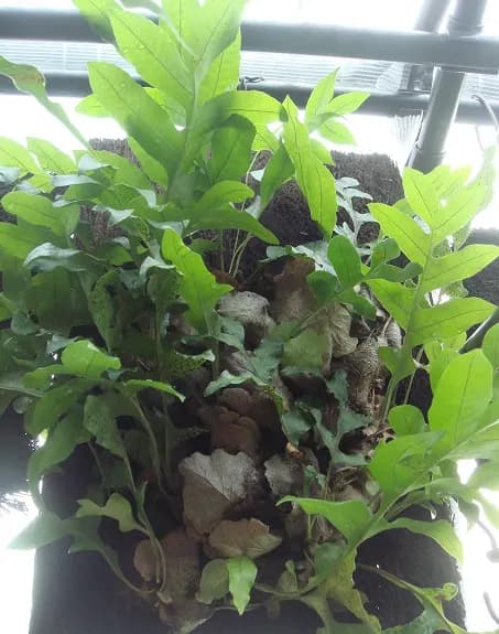 Cây tắc kè đá