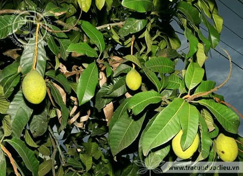 Muỗm