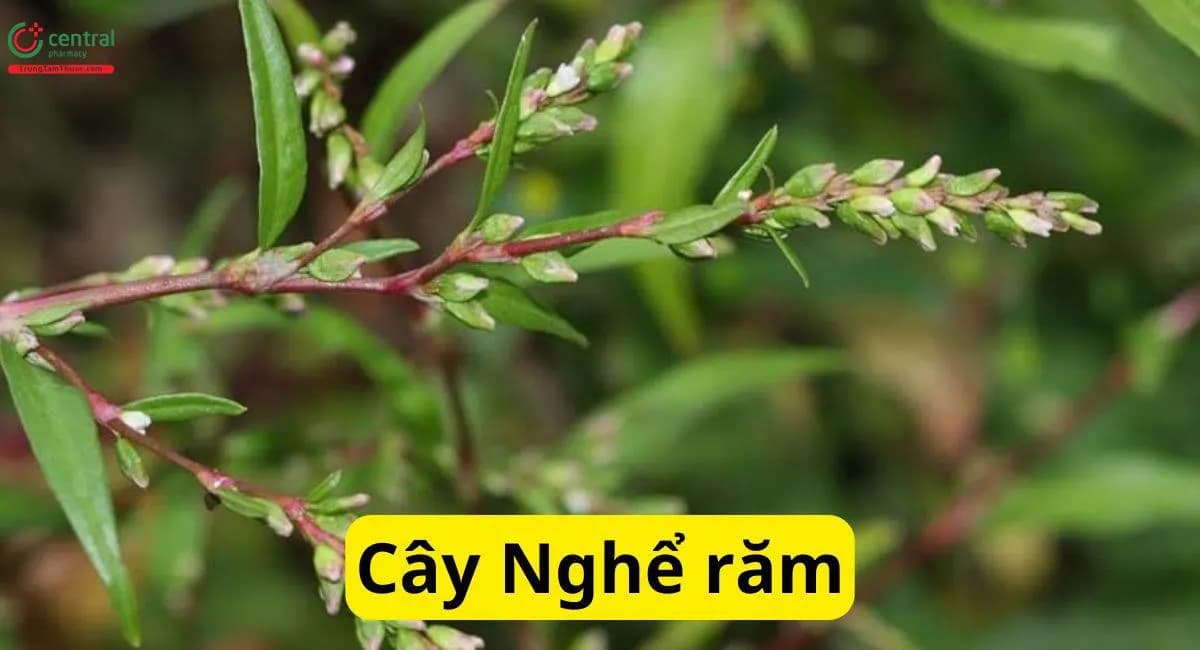 Nghể Răm
