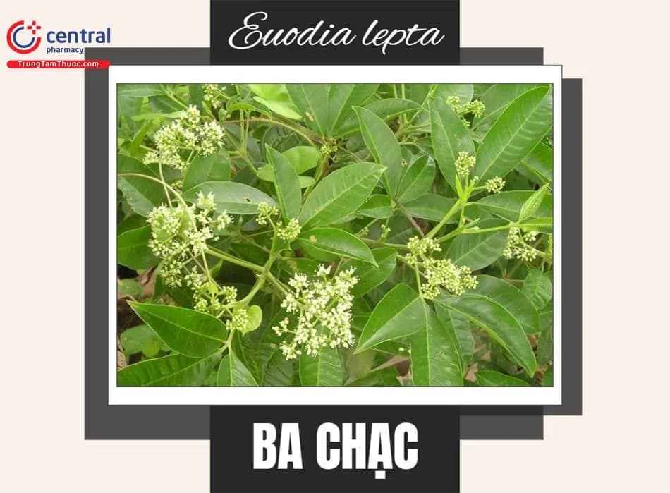 Ba Chạc