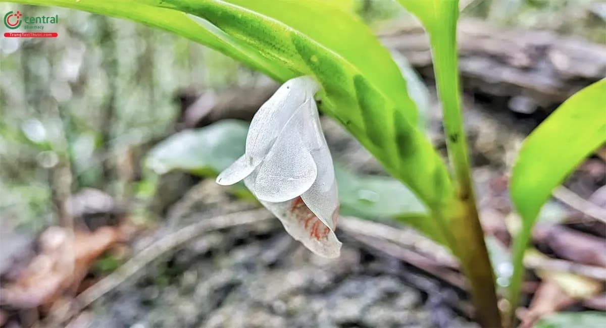Bồng Nga Truật