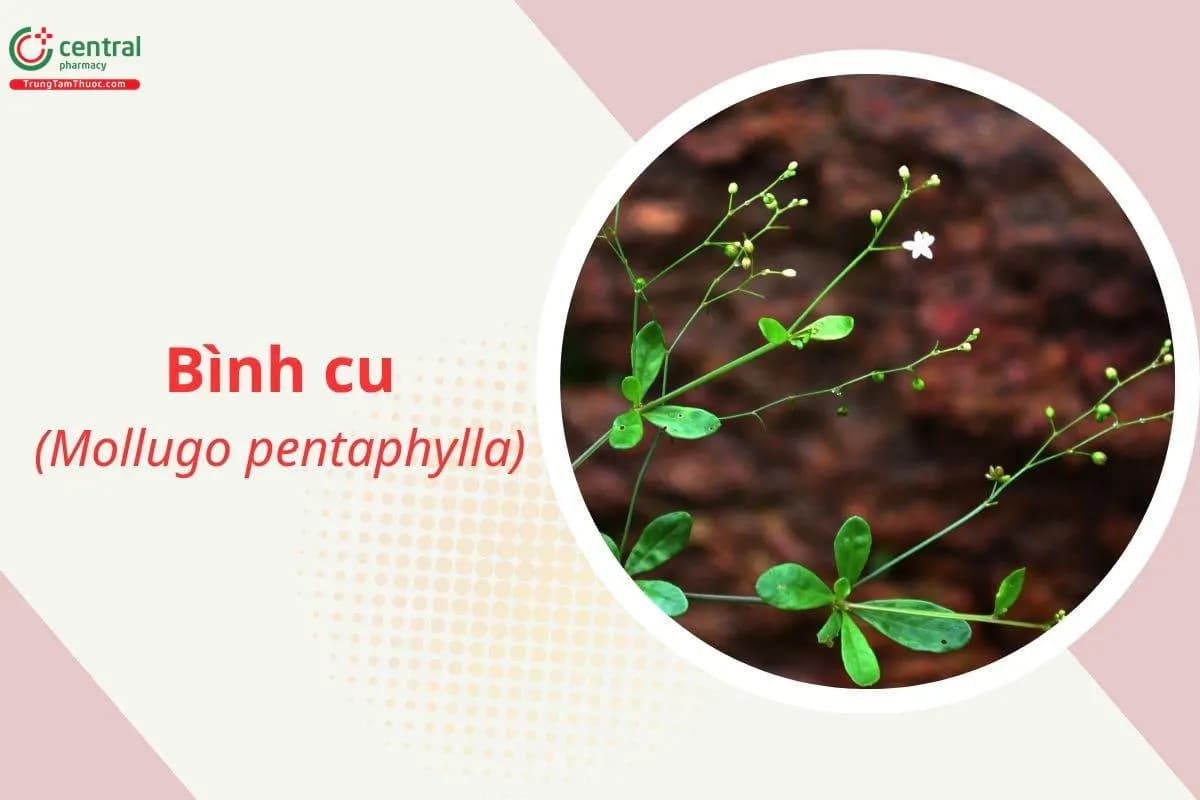 Bình cu