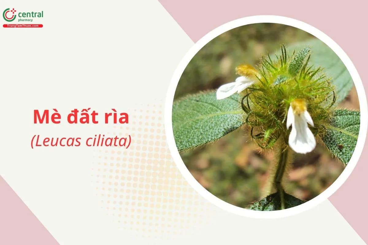 Mè đất rìa
