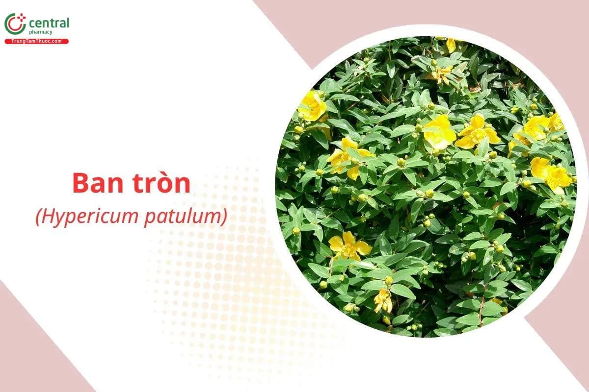 Ban Tròn