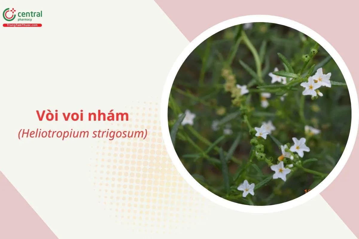 Vòi voi nhám