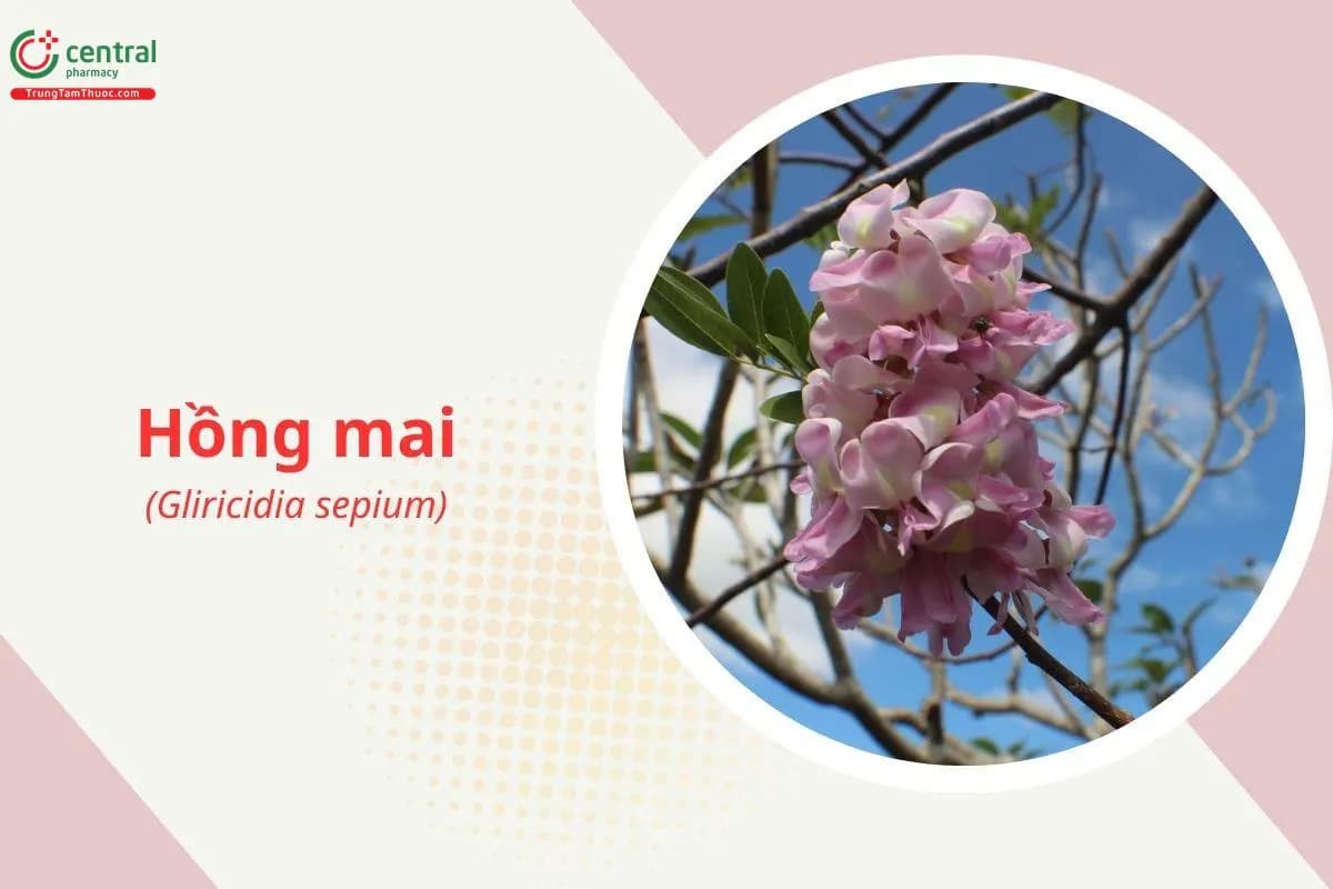 Hồng mai