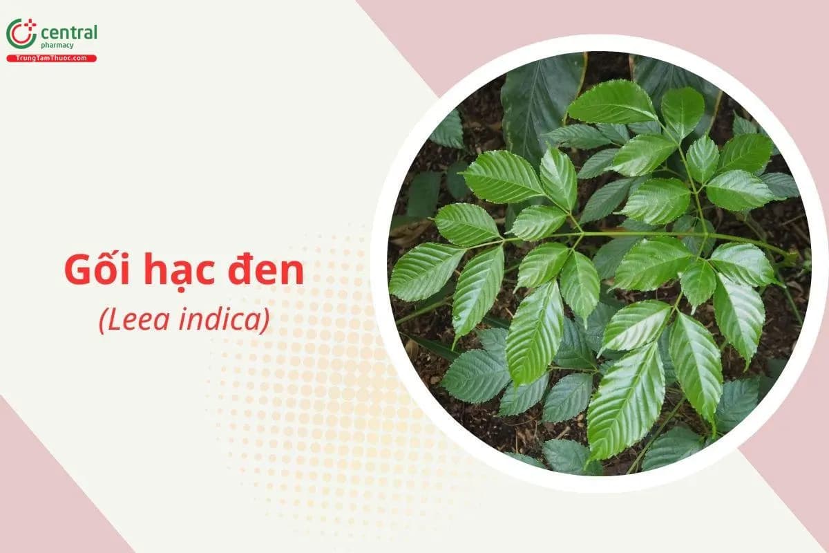 Gối hạc đen