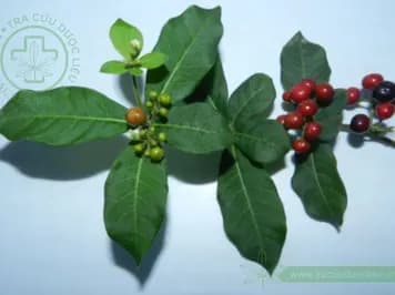 Ba gạc bốn lá