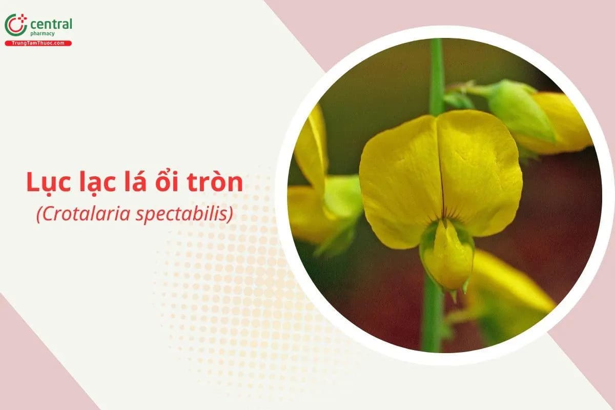 Lục lạc lá ổi tròn