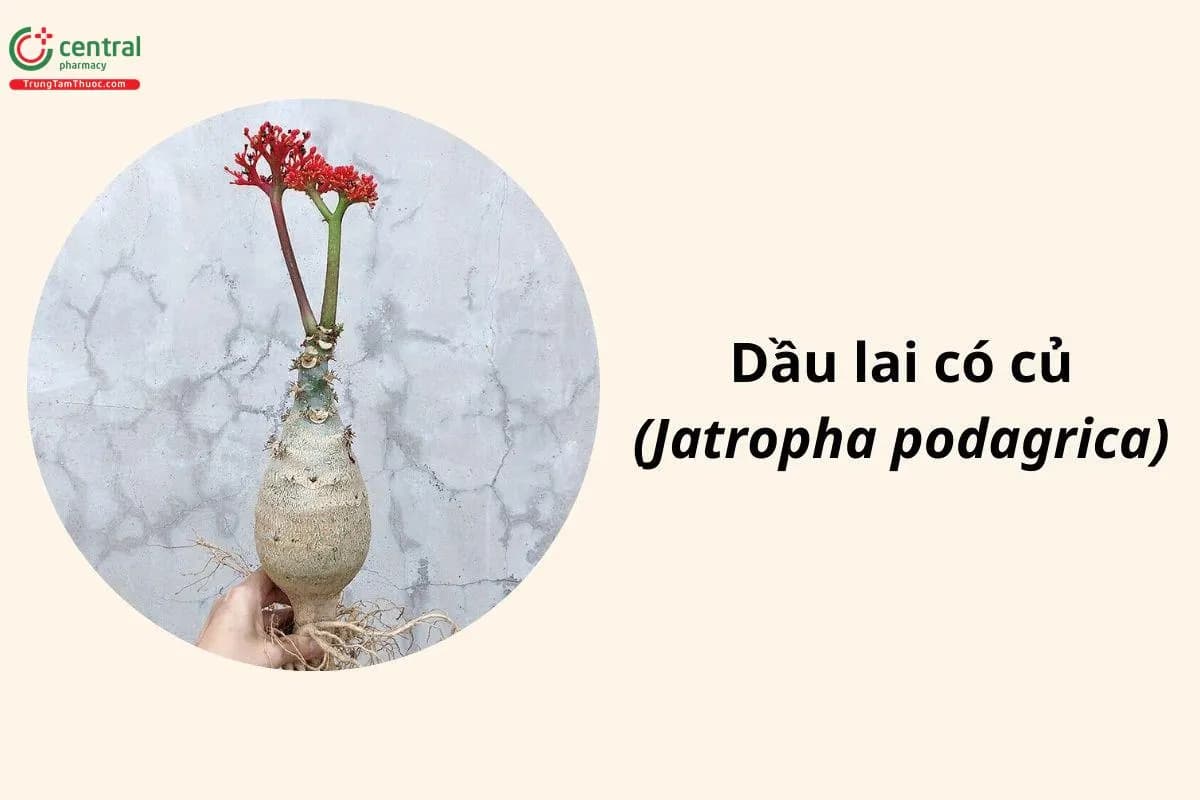 Dầu Lai Có Củ