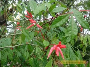 Cây thằn lằn