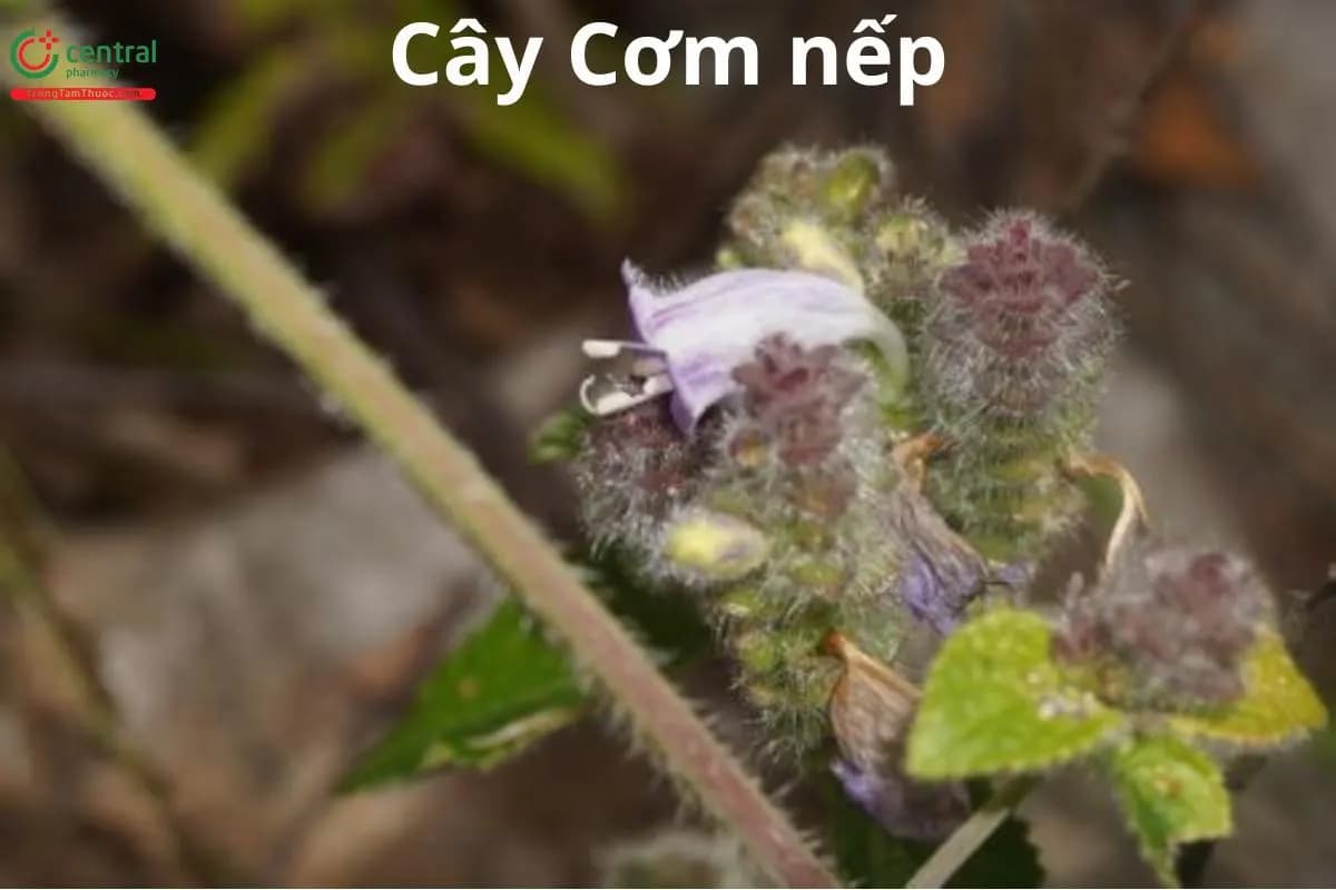 Cây Cơm nếp