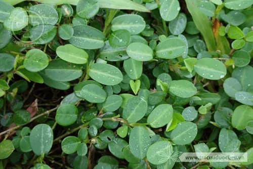Vảy ốc