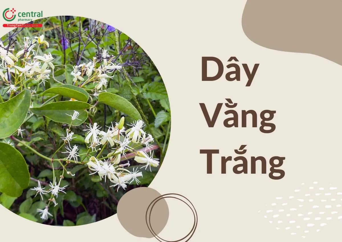 Dây Vằng Trắng