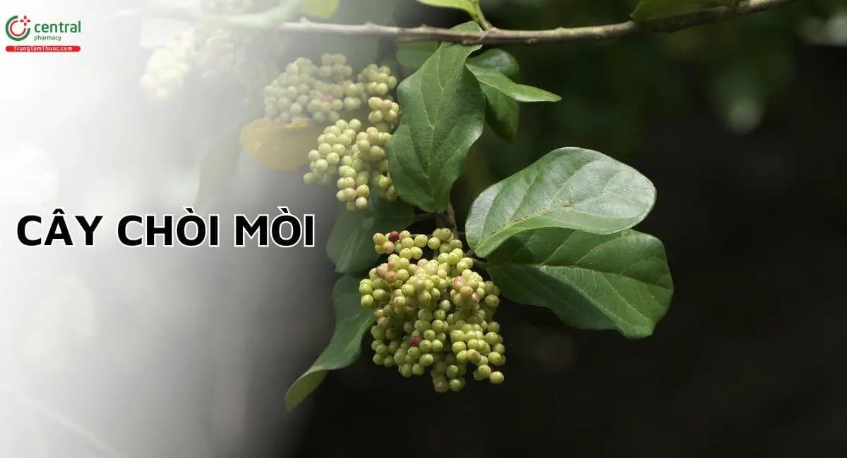 Chòi Mòi
