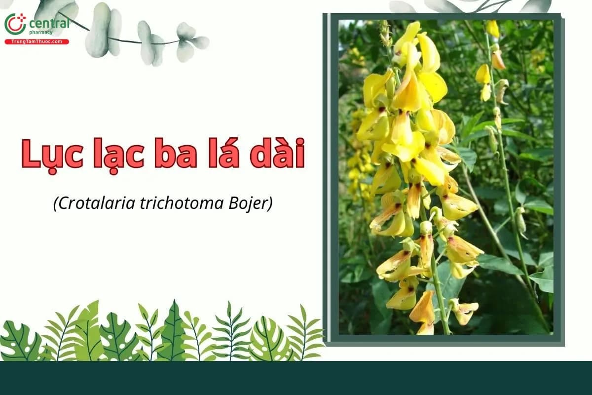 Lục lạc ba lá dài