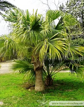 Cọ xẻ