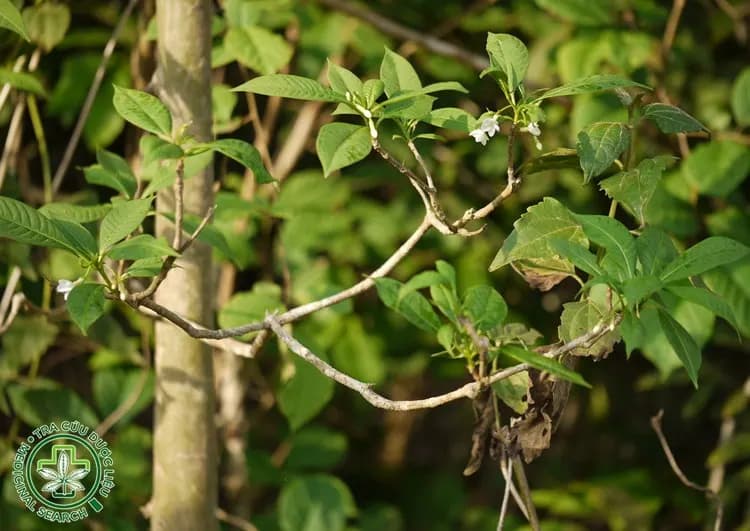 Ba gạc lá vòng