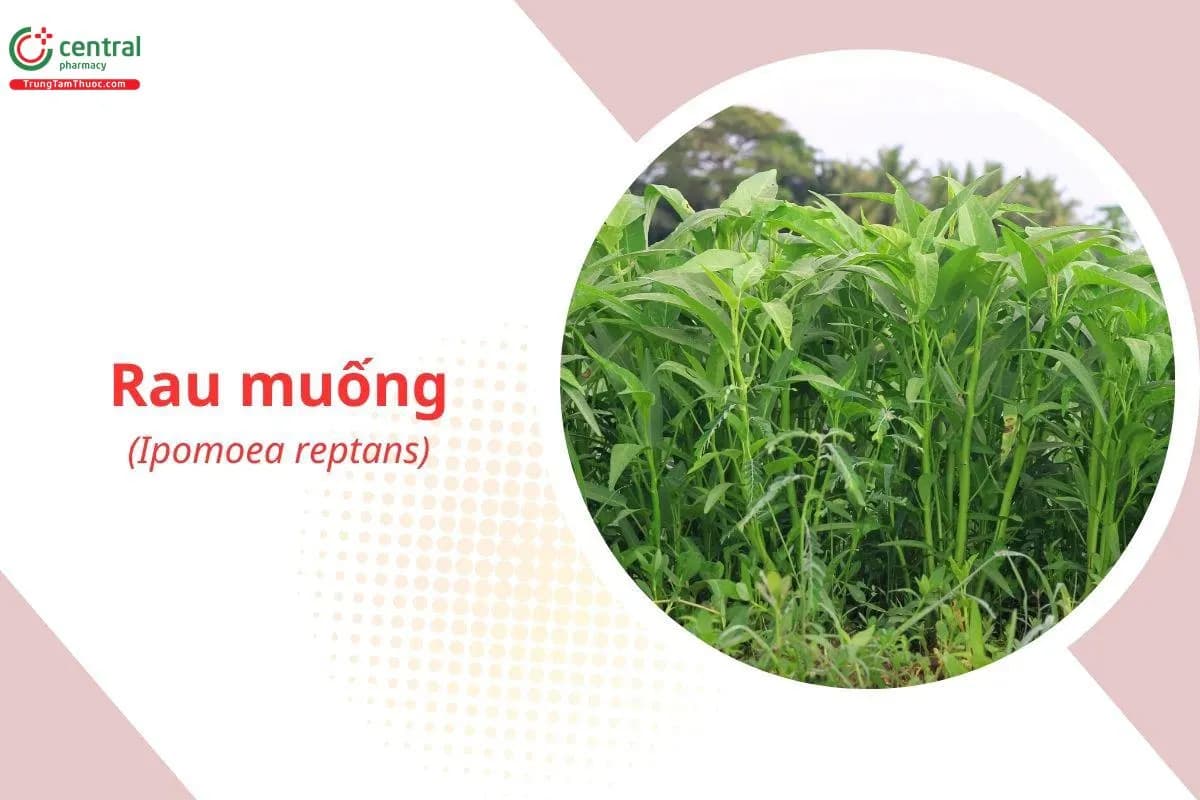 Rau Muống