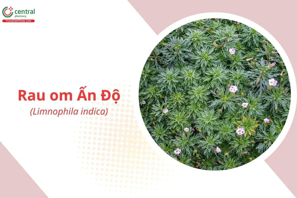 Rau Om Ấn Độ