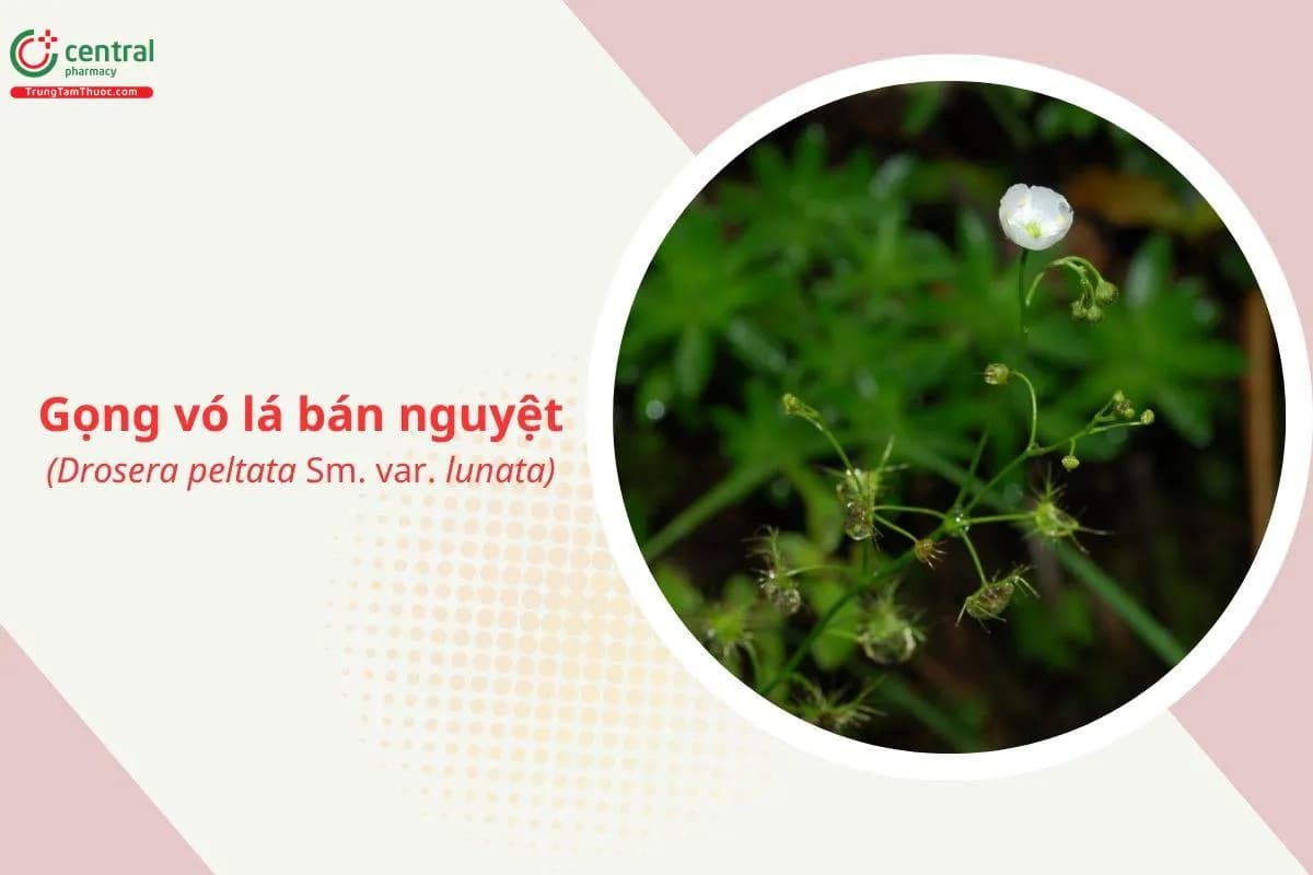 Gọng vó lá bán nguyệt
