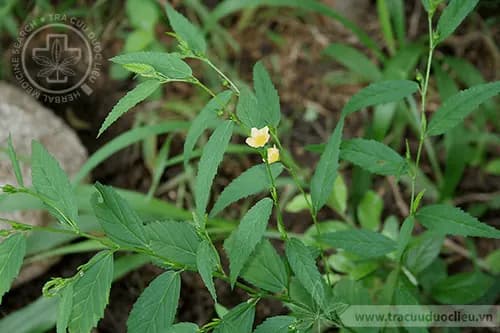 Chổi đực dại