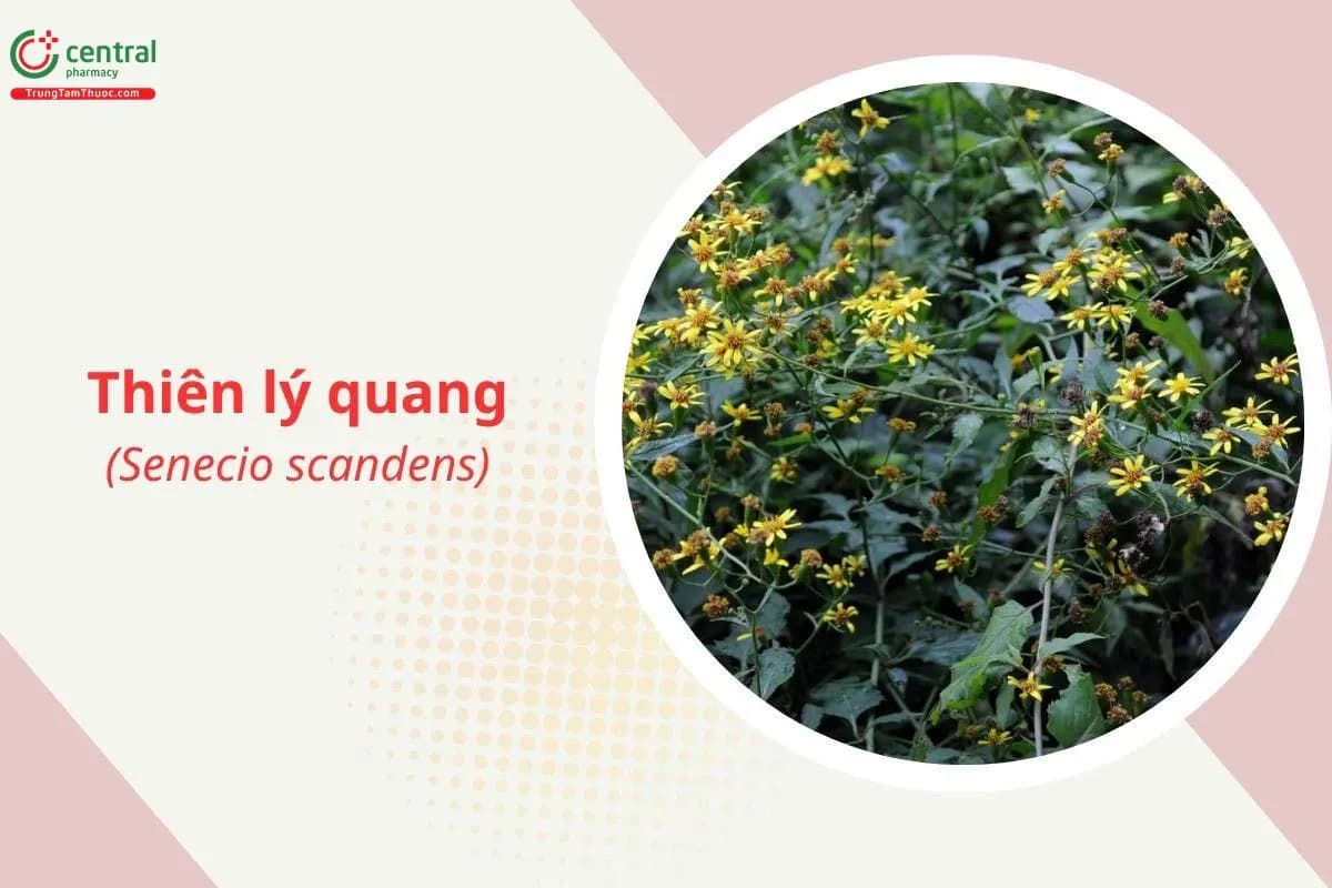 Thiên lý quang