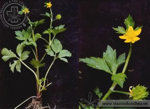 Áp cước bản thảo