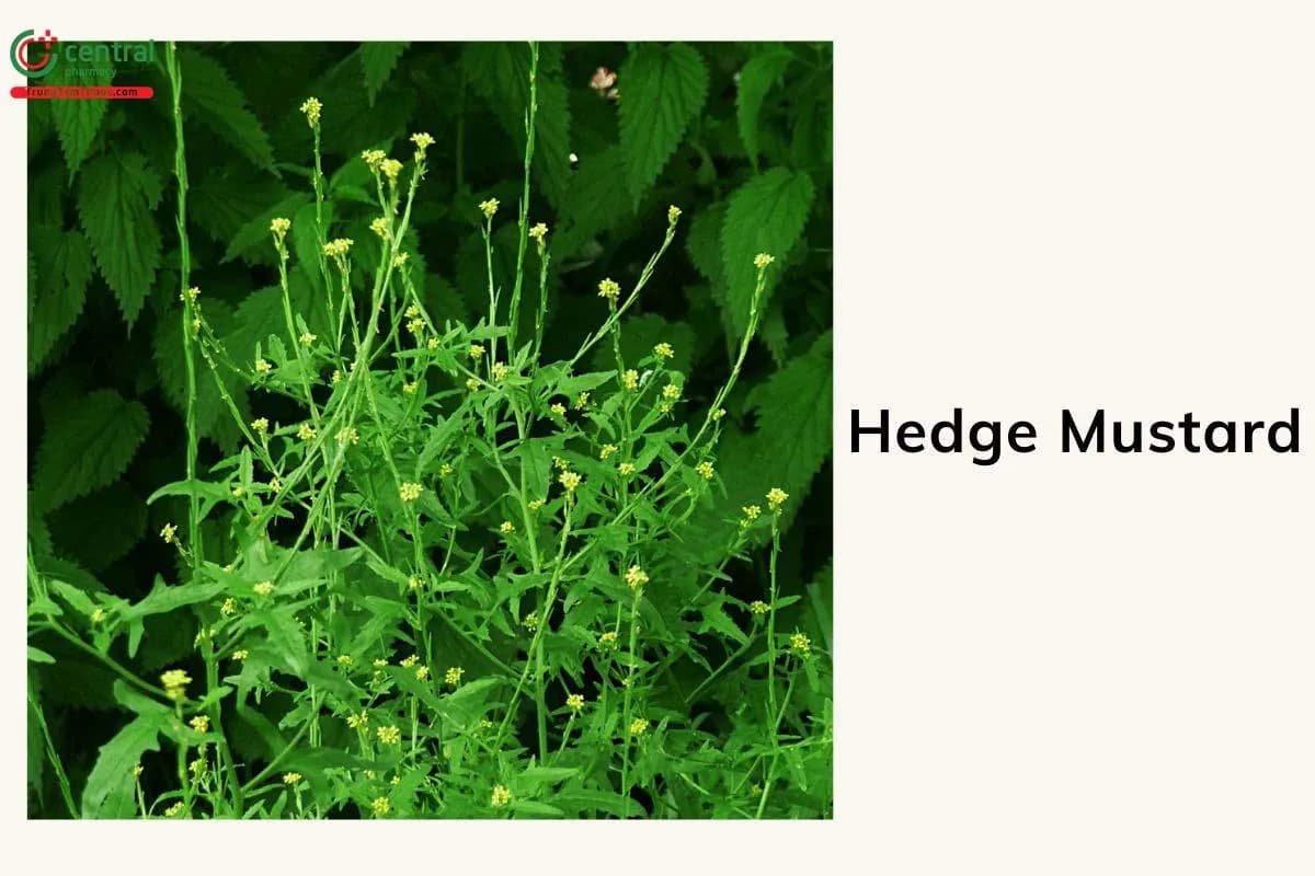 Hedge Mustard