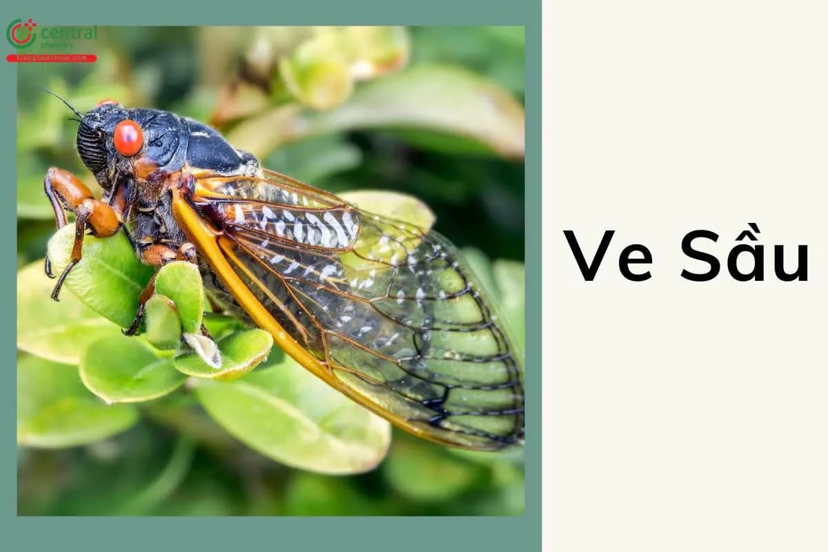 Ve Sầu