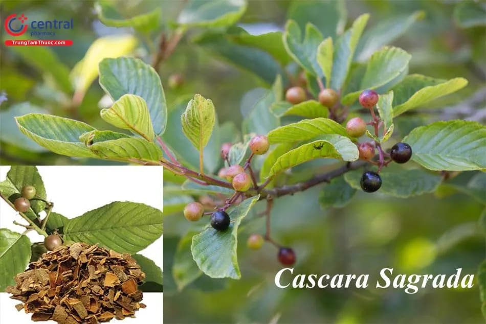 Cascara Sagrada