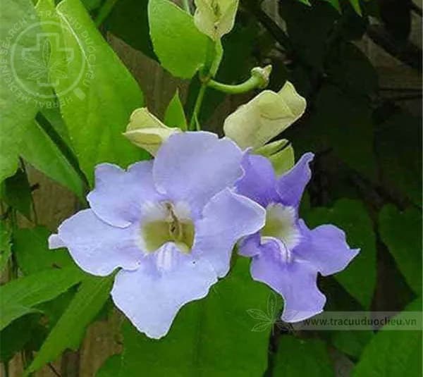 Bông báo