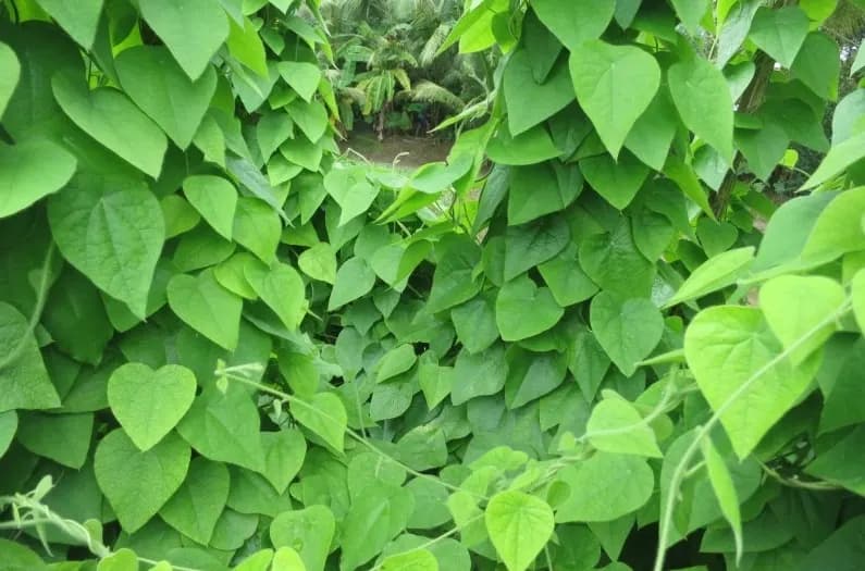 Cây Sương sâm